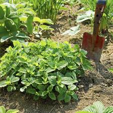 Image result for Melissa officinalis