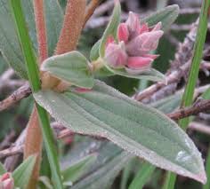 Image result for Dissotis trothae