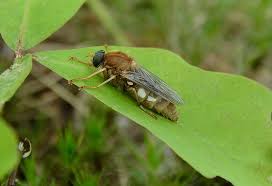 Image result for Vangueria ferruginea