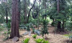 The girlfriend and i visited descanso gardens last saturday when they were offering free admission to the public. There S A New Ancient Forest Opening At Descanso Gardens In September