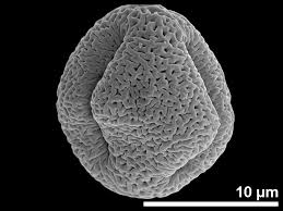 Image result for Astropanax goetzenii