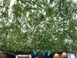 We Stapled Lots Of Ivy Vines Fake To The Ceiling To Make A Room With A Low Ceiling Feel More Awesom Backyard Landscaping Designs Boho Bathroom Low Ceiling