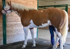 Horse of a different color is the debut studio album by the american country music duo big & rich. A Horse Of A Different Color Patterning Mutation Aga Blog
