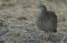 Image result for Tragiella natalensis