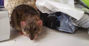 Rodent proof gear cache bags. Rodent Proofing Your Home In 4 Simple Steps Bc Spca