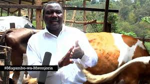Great mugambo wa mugikuyu fm,god is forever faithful.this is marvelous before our eyes.psalms 118:23.jesus is lord.only god can do this. Mataro Ma Murimi Dairy Cows Farming In Embu County Youtube
