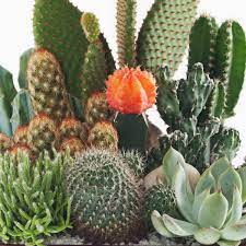 How to grow and care for a star cactus. How To Care For Cacti Gardening Advice The Guardian