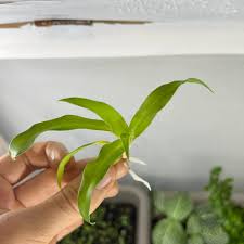 Image result for Chlorophytum stenopetalum