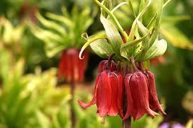 images?q=tbn:ANd9GcRfhdKGbBUiYYGaX364SLvjKAxTDpYkPumARKp3tmAaroiAVdwg