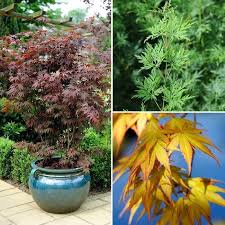 In japan people prefer evergreen plants and less flowering plants. Acer Palmatum Japanese Maples 3x Established Plants Buy Online At Qd Stores