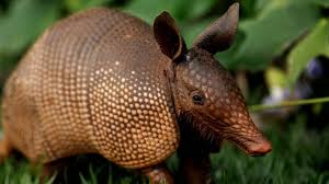 Phatages (sundevall, 1843) phatagenus (sundevall, 1843) pholidotus (brisson, 1762) quaggelo (frisch, 1775) manis is a genus of south asian and east asian pangolins, the asiatic pangolins, from subfamily maninae, within family manidae. Differenza Tra Armadillo E Pangolino Qual E La Differenza Tra