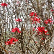 Image result for Erythrina × coddii