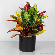 Image result for Croton