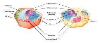 Plant cells have cell walls, one large vacuole per cell, and chloroplasts, while animal cells will have a cell membrane only. I Pathways Learning Pathways In Adult Education