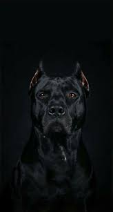 Though their colors range of extensive, they require very little grooming. Black Pitbull Wallpapers Wallpaper Cave