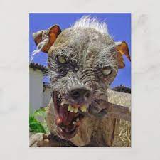 World S Ugliest Dog Postcard
