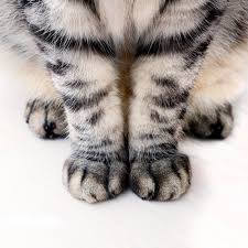 Cat's Legs - Cats foto (36453723) - Fanpop