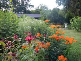 Pin By Kelly Corbin On Native Plant Garden Native Plant Gardening Pollinator Garden Design Pollinator Garden