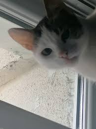 Kedi Kopek Sahiplendirme On Twitter Venus 1 Yas Civari Ve Kisir Ic Dis Paraziti Yapildi Hafif Sasi Diger Kedilerden Dayak Yedigi Icin Mutfakta Kaliyordu Ankaraya Getiriyoruz Omurluk Yuva Ariyor 05530730094 Https T Co Uyllwid15x