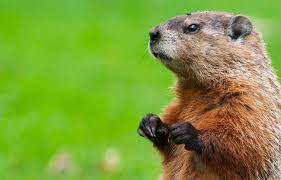 Groundhogs can cause a lot of damage to a property, eating plants, chewing wires and burrowing beneath concrete slabs. Hinterland Who S Who Woodchuck