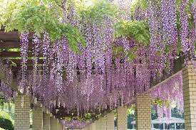 Wisteria At Jindai Botanical Gardens Tokyo Botanical Gardens My Secret Garden Poison Garden