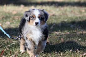 Check out our pedigrees of our sire and dam , australian shepherds are highly intelligent, bred to australian shepherd puppies aussie dogs australian shepherds puppies for sale cute puppies like animals adorable animals american. Blue Elk Aussies Home