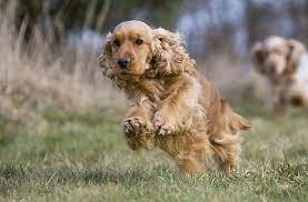 Golden Cocker Retriever Is This The Ideal Family Pet