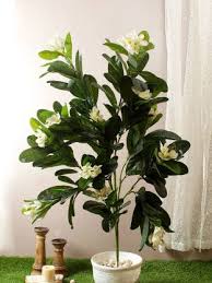 Check spelling or type a new query. Fourwalls Artificial Frangipani Champa Plant Without Pot For Home And Office Decor 120 Cm Multicolor Artificial Plant Price In India Buy Fourwalls Artificial Frangipani Champa Plant Without Pot For Home And