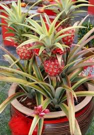 Untuk makluman, terdapat beberapa kekosongan jawatan yang dibuka untuk permohonan oleh pihak lembaga perindustrian nanas malaysia (lpnm). Antara Jenis Jenis Lembaga Perindustrian Nanas Malaysia Facebook