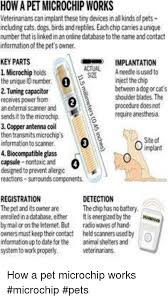Similarly, those whose microchip was originally stored with anibase will now need to contact identibase for any changes of ownership or address—the company. How A Pet Microchip Works Eterinarians Can Implant These Tiny Devices In All Kinds Of Pets Including Cats Dogs Birds Andreptileseachchip Carries A Unique Number That Is Linked In An Online Database