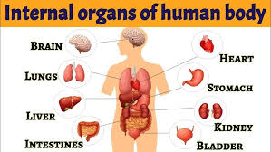 Image result for internal organs