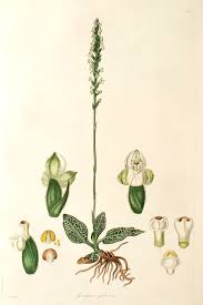 Image result for Goodyera