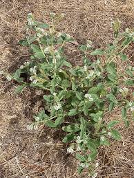 Image result for Stathmostelma pauciflorum