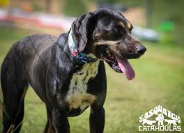 All Black Catahoula Leopard Dog Wasp Female Black Solid Catahoula Leopard Dog Sasquatch Puppies Catahoulas Catahoulacur Catahoulaleopa Catahoula Leopard Dog Leopard Dog Catahoula Leopard