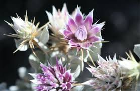 Image result for Macledium