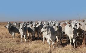 American brahman cattle was the first breed of beef cattle developed in the united states in the early 1900s as a result of crossing four different. Brahman Cattle Raised Without Intervention