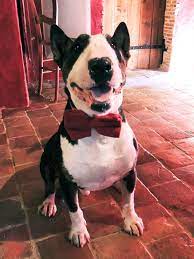 Date first available ‏ : Alerte A Malibull Sauvetage Et Placement English Bull Terrier
