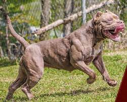 Buildmuscle Png 679 543 Pitbulls Pitbull Dog Dogs