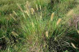 Image result for Nesaea purpurascens