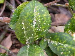 Image result for scale on plant