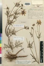 Image result for Bidens oligoflora