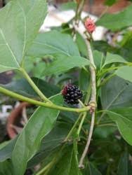 This prolific fruit plant will reward you with large crops of juicy, sweet berries. Blackberry Fruit Plant At Rs 40 Piece à¤«à¤² à¤• à¤ª à¤§ à¤«à¤² à¤• à¤ª à¤§ à¤« à¤° à¤Ÿ à¤ª à¤² à¤Ÿ à¤¸ à¤« à¤° à¤Ÿ à¤ª à¤² à¤Ÿ Taj Nursery Berhampur Berhampur Id 16088242391