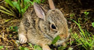 What To Do If You Find A Baby Rabbit In Your Yard Animals Dog Pictures Baby Bunnies