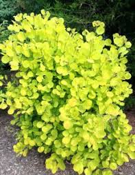 In the ground in a sunny garden, dwarf lime trees can be between 6 and 15 ft. 10 Plants With Golden Foliage Triangle Gardener Magazine