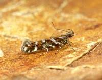 Image result for Ericinella