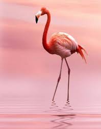 Cindy Ford Adli Kullanicinin Flamingolar Panosundaki Pin Hayvanlar Flamingo Hayvan