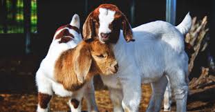 Goats on the range will require less frequent hoof maintenance, while goats in confinement can require hoof trimming every six to 12 months to maintain good health. How To Take Care Of Baby Goats Everything You Need To Know