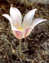 Image result for Gethyllis