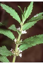 Image result for Achyrospermum carvalhoi