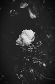 Beautiful Black And White Pictures Of Nature Black Aesthetic